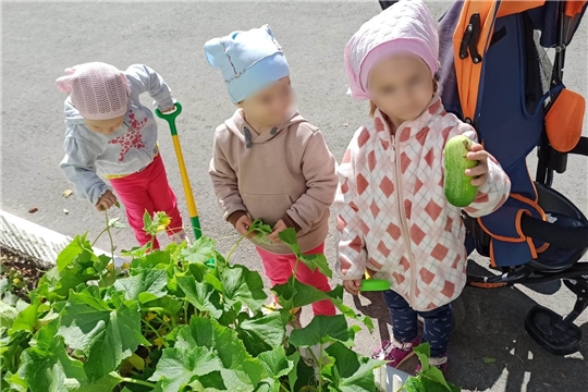 Есть у нас свой огород… 