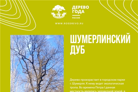 Шумерлинский дуб продолжает борьбу за звание "Российское дерево 2025"
