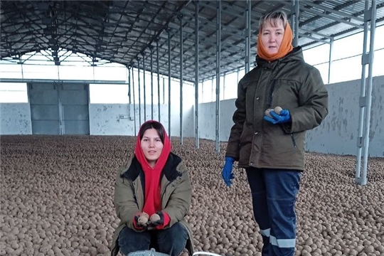 Клубневой анализ картофеля — одна из важных условий подготовки клубней к посадке