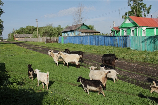 Касатпăр, касатпăр йăмрине, манас марччĕ ял çаралнине...