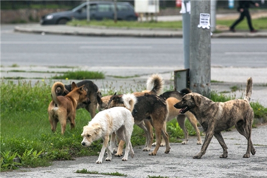 Килсĕр йытăсемшĕн кам яваплă?